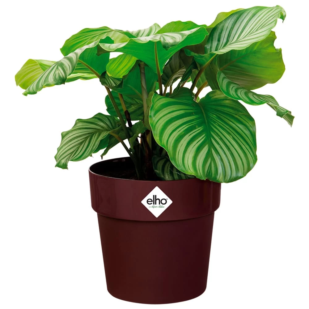 Elho Blumentopf Maulbeere 30x27cm 13,3L 3 Elho Blumentopf Maulbeere 30x27cm 13,3L