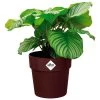 Elho Blumentopf Maulbeere 35x32cm 21,9L -Gartenmöbel Und Dekoration Geschäft dbaddc0a23e6c1279f872db2b032664c de 193652d 1 1